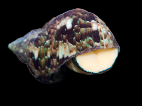 Turbo brunneus 2-3 cm
