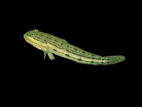Valenciennea longipinnis 8-12 cm
