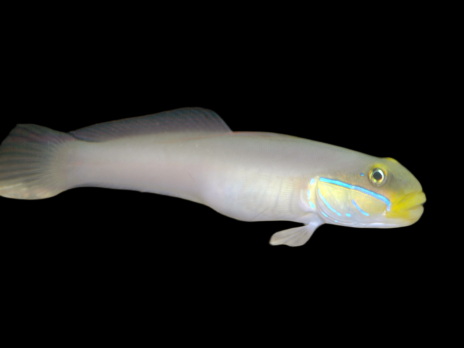 Valenciennea strigata 5-8 cm