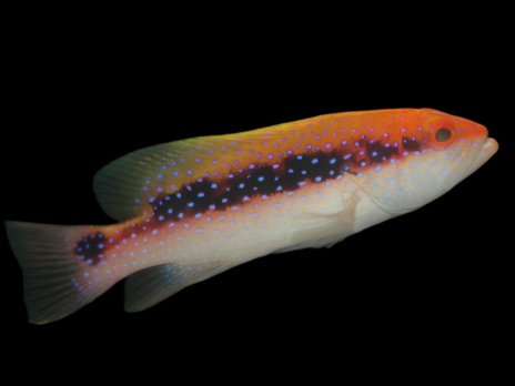 Variola louti 10-15 cm