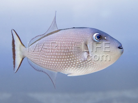 Xanthichthys auromarginatus Femelle