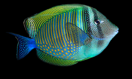 Zebrasoma desjardinii Adulte 10-12 cm