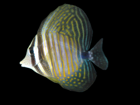 Zebrasoma desjardinii Juv&eacute;nile 6-8 cm Jaune