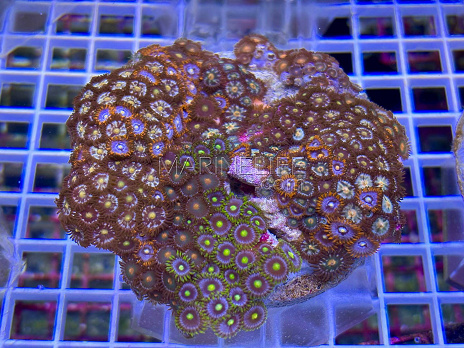 Zoanthus spp garden mix 06