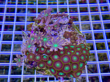 Zoanthus spp garden mix 09