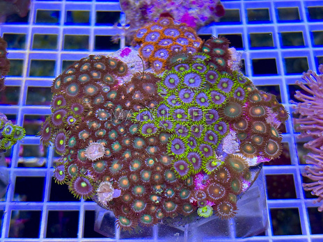 Zoanthus spp garden mix 10