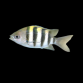Abudefduf vaigiensis 4-6 cm