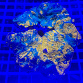 Acanthastrea echinata Aqua Inferno