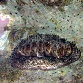 Acanthopleura gemmata