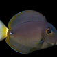 Acanthurus leucocheilus 5-8 cm