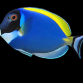 Acanthurus leucosternon 8-12 cm
