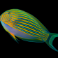Acanthurus lineatus 12-18 cm