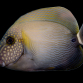 Acanthurus maculiceps 15-18 cm
