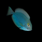 Acanthurus mata 8-12 cm