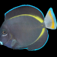 Acanthurus nigricans 8-12 cm