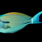 Acanthurus nigricauda 8-12 cm