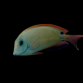Acanthurus nigrofuscus 5-8 cm