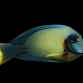 Acanthurus pyroferus Adulte 10-12 cm