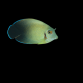 Acanthurus pyroferus Juv&eacute;nile 6-8 cm
