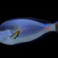 Acanthurus sohal 6-10 cm