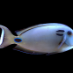 Acanthurus tennentii Adulte 8-12 cm