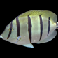 Acanthurus triostegus 5-8 cm