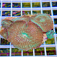 Actinodiscus striata green