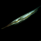 Aeoliscus strigatus 8-10 cm