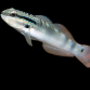 Amblygobius bynoensis 6-8 cm
