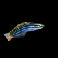Amblygobius hectori 3-5cm