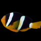 Amphiprion clarkii M&acirc;le 3-4 cm