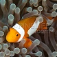 Amphiprion ocellaris