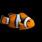 Amphiprion percula 2-3 cm Noir. Grade A