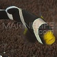 Amphiprion polymnus