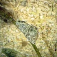 Aplysia spp.