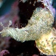 Aplysia spp.