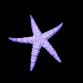 Archaster typicus 6-10 cm