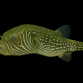 Arothron reticularis 5-10 cm
