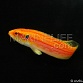 Bodianus bimaculatus