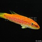 Bodianus bimaculatus