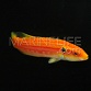 Bodianus bimaculatus