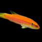 Bodianus bimaculatus M