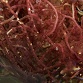 Botryocladia sp.
