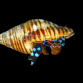 Calcinus elegans 2-3cm Lot de 3