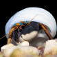 Calcinus gaimardii 2-3 cm Lot de 5