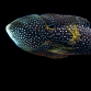 Calloplesiops argus 10-15 cm