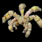 Camposcia retusa 5-6 cm