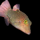 Canthigaster solandri 3-4 cm