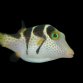 Canthigaster valentini <4 cm