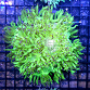 Catalaphyllia jardinei Neon Emerald